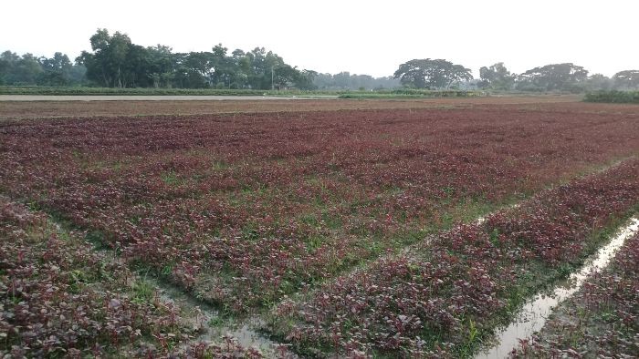 লাল চাদরে ঢাকা যেন গোমতী নদীর চর