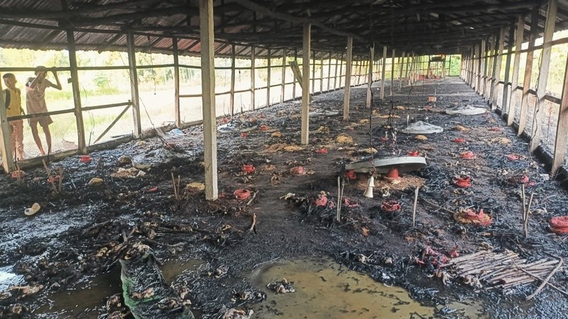 মিরসরাইয়ে শর্ট সার্কিটে ফার্মে আগুন, পুড়ে গেল ২৫শ মুরগির বাচ্চা