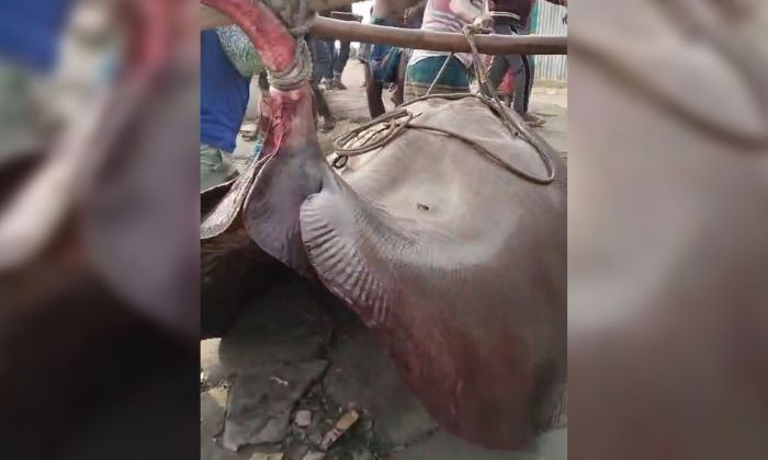 মেঘনায় ধরা পড়ল ৬ মণের শাপলা পাতা মাছ, বিক্রি হলো ৭৫ হাজার টাকায়