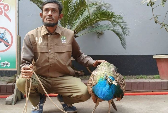কুড়িগ্রামের উলিপুরে আহত অবস্থায় বিরল প্রজাতির ময়ূর উদ্ধার