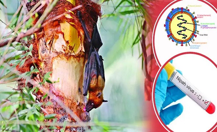 শীতকাল নয়, সারা বছরই নিপাহের আশঙ্কা: কীভাবে বাঁচবেন জেনে নিন