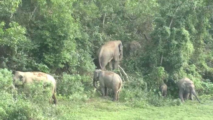 শেরপুর গারো পাহাড়ে বন্যহাতির আক্রমণে বৃদ্ধ নিহত