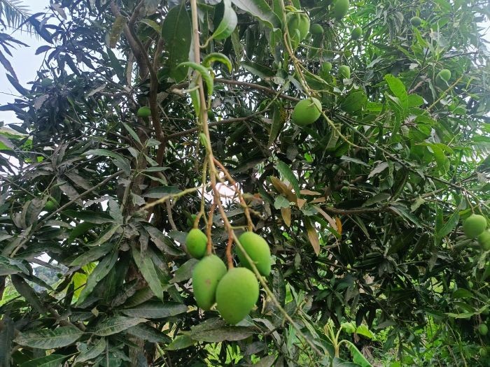 জীবননগরে আমের বাম্পার ফলনের আশা ভেঙে দিচ্ছে তাপদাহ, ঝরছে আমের গুটি 