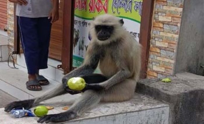 ঈশ্বরদীর লোকালয়ে বিরল হনুমান, দেখতে ভিড়