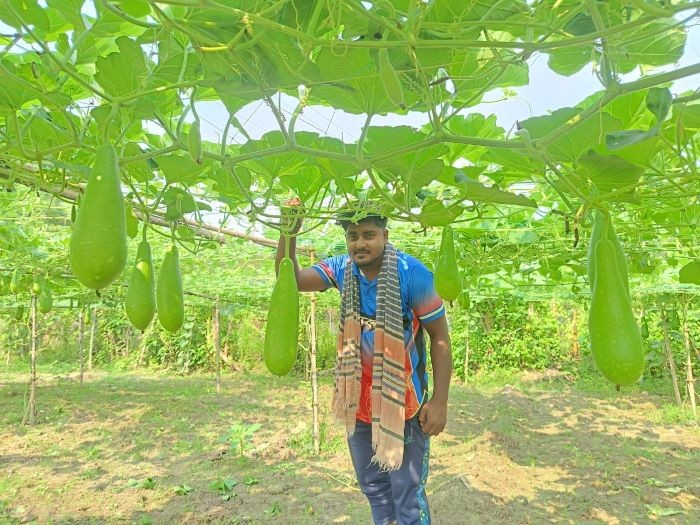 জীবননগরে মাচা পদ্ধতিতে লাউ চাষে সফলতার স্বপ্ন তরুণ উদ্যোক্তা কৌশিক রহমানের