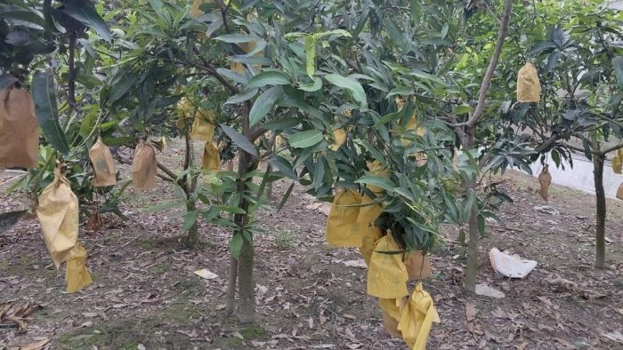 ফ্রান্সে যাচ্ছে বাঘার হিমসাগর ও আম্রপালি আম