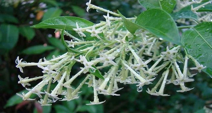 সত্যিই কি হাসনাহেনার সুগন্ধে সাপ আসে, নাকি এটি কুসংস্কার?