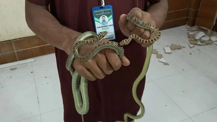 বরিশাল ডিআইজির কার্যালয়ে দেয়ালের ফাঁক থেকে উদ্ধার হলো এক জোড়া কালনাগিনী