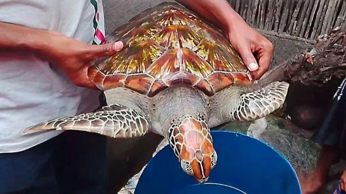 সাতক্ষীরার খোলপেটুয়া নদীতে জেলের জালে ধরা পড়ল বিরল প্রজাতির ১০ কেজির রঙিন কচ্ছপ